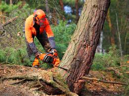 Best Tree Trimming and Pruning  in Massapequa Park, NY